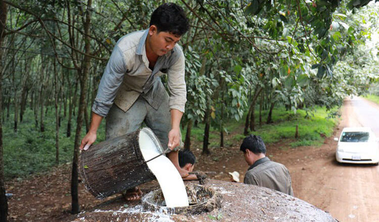 Rubber exports hit over $387M in first 7 months